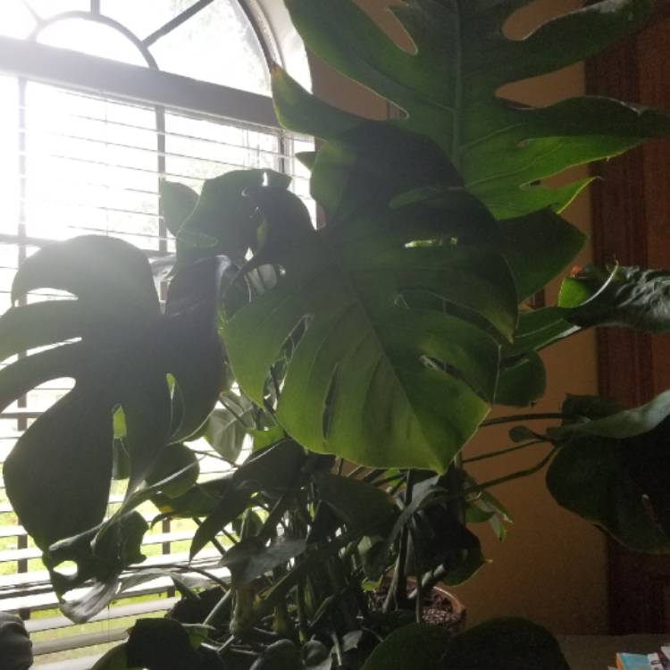 Plant image Monstera deliciosa 'Borsigiana'  syn. Monstera borsigiana