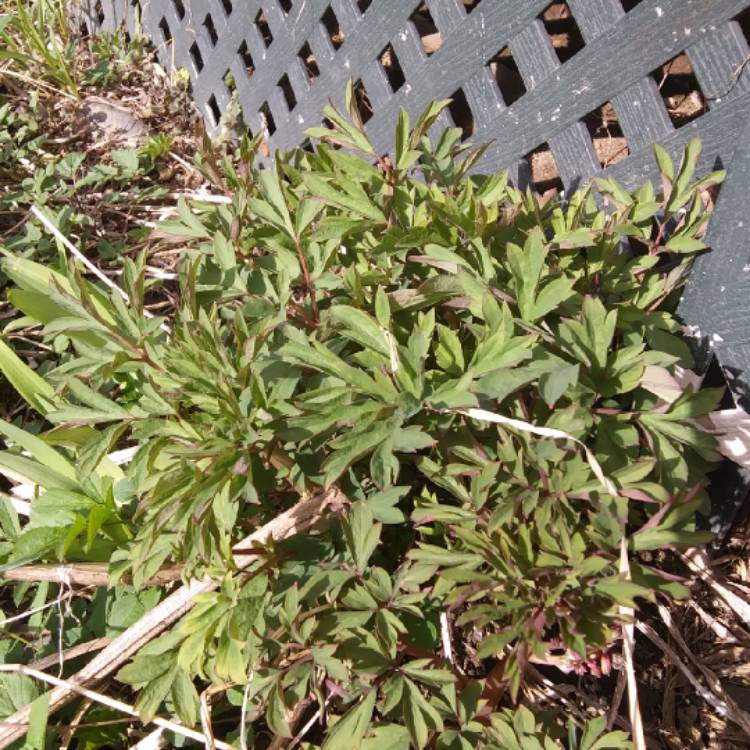 plant image 1289269 plant image 1289269
