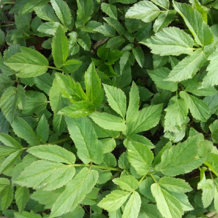 plant image 1289273