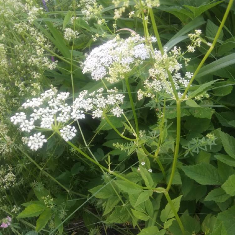plant image 1335905