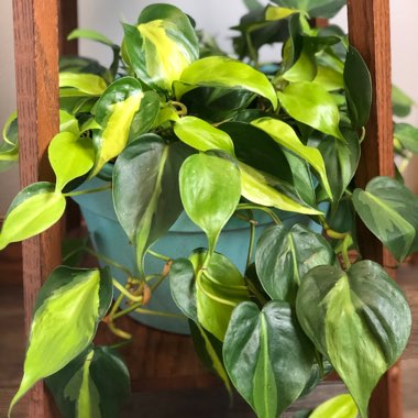 Philodendron hederaceum var. oxycardium 'Brasil' syn. Philodendron hederaceum 'Brasil', Philodendron 'Brasil', Philodendron scandens 'Brasil'