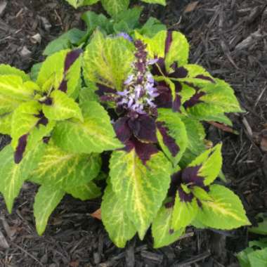 Coleus 'Pineapple Beauty'