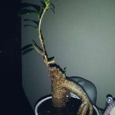 Bonsai