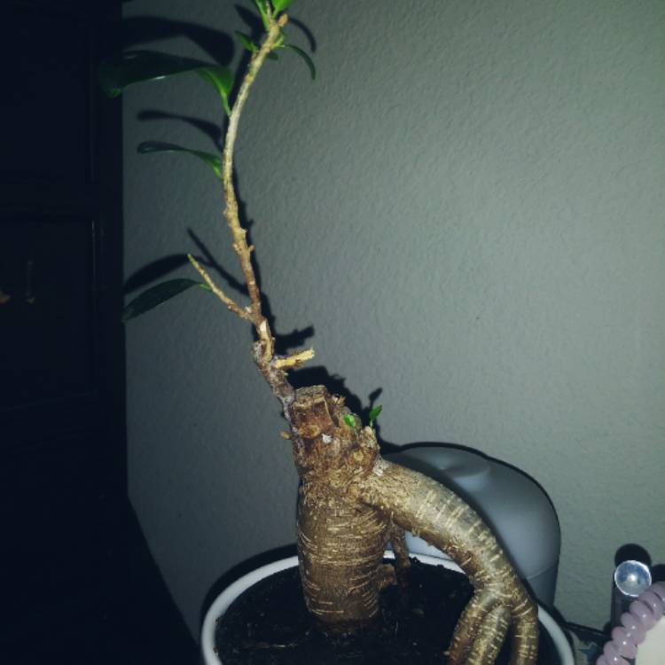 plant image 1027759