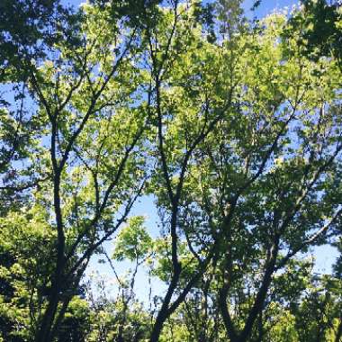 Gum tree