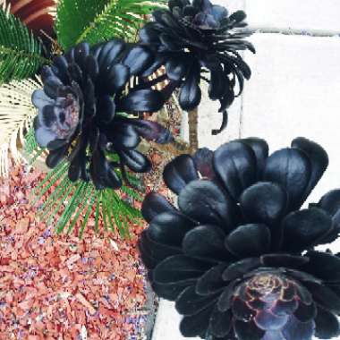 Aeonium 'Zwartkop'