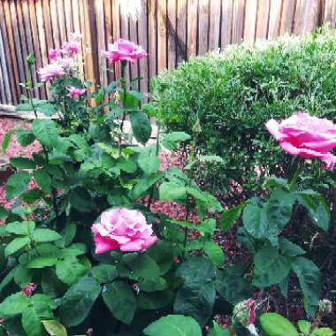 satine's garden