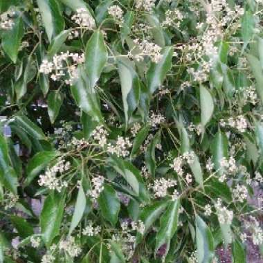 Night-blooming Jasmine