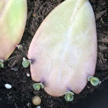 Kalanchoe laetivirens