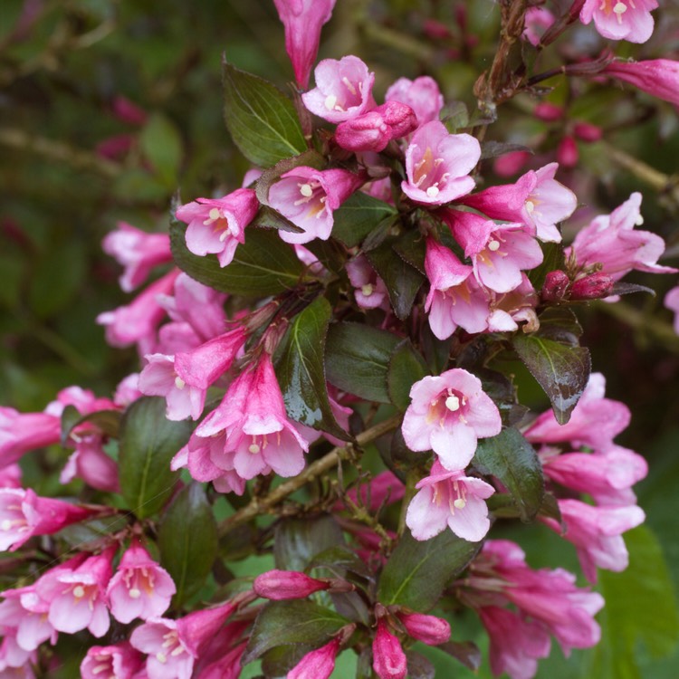 Plant image Weigela florida 'Foliis Purpureis' syn. Weigela florida 'Purpurea'
