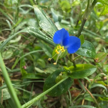 Commelina Communis