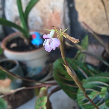 Maranta Leuconeura Var. Erythroneura