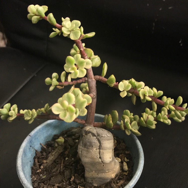 plant image 1185034