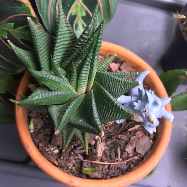 Haworthiopsis limifolia syn. Haworthia limifolia