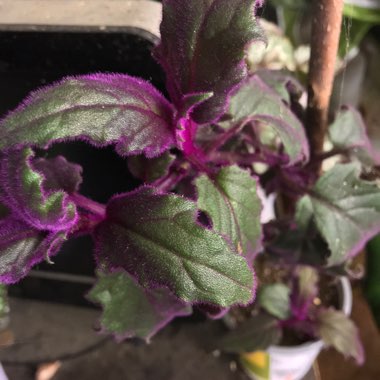 Gynura Aurantiaca 'Purple Passion'