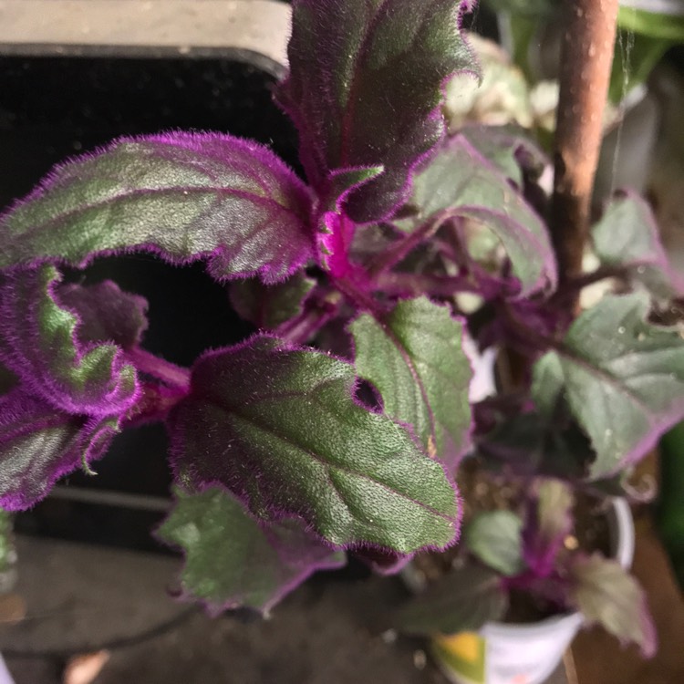 Plant image Gynura Aurantiaca 'Purple Passion'