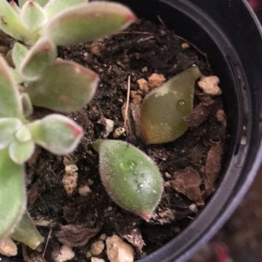Echeveria Harmsii