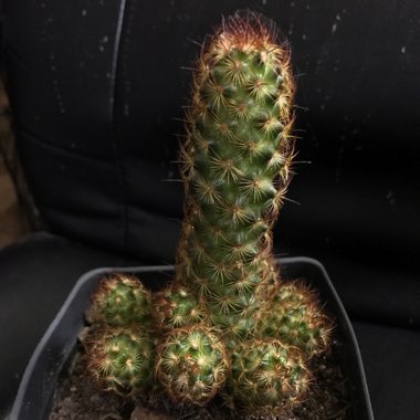 Mammillaria elongata 'Copper King'