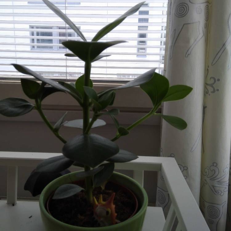 Plant image Clusia Rosea