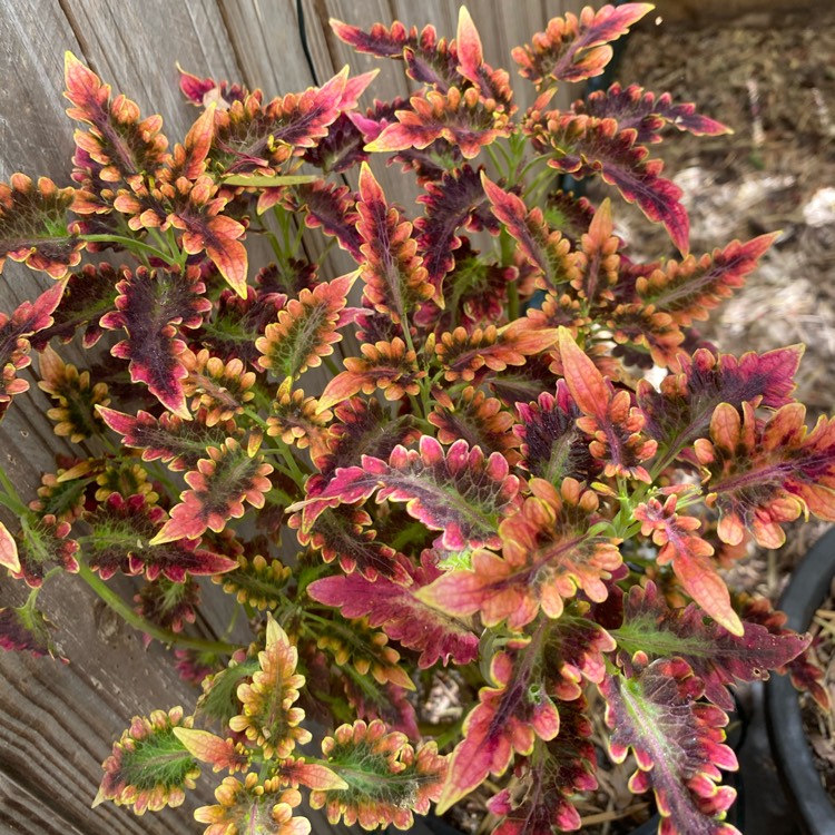 Plant image Plectranthus scutellarioides 'Coral Ruffles'