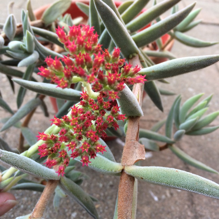 plant image 600738 plant image 600738