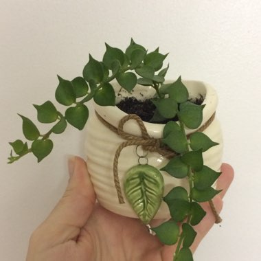 Dischidia ruscifolia