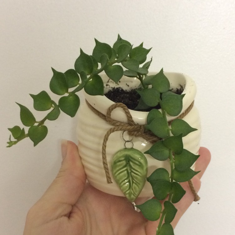 plant image 600757
