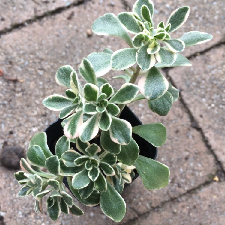 Plant image Aeonium Domesticum Variegata