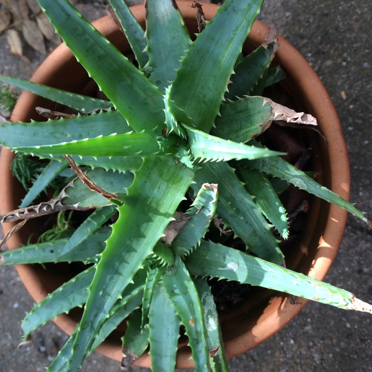 Plant image Aloe Spinosissima