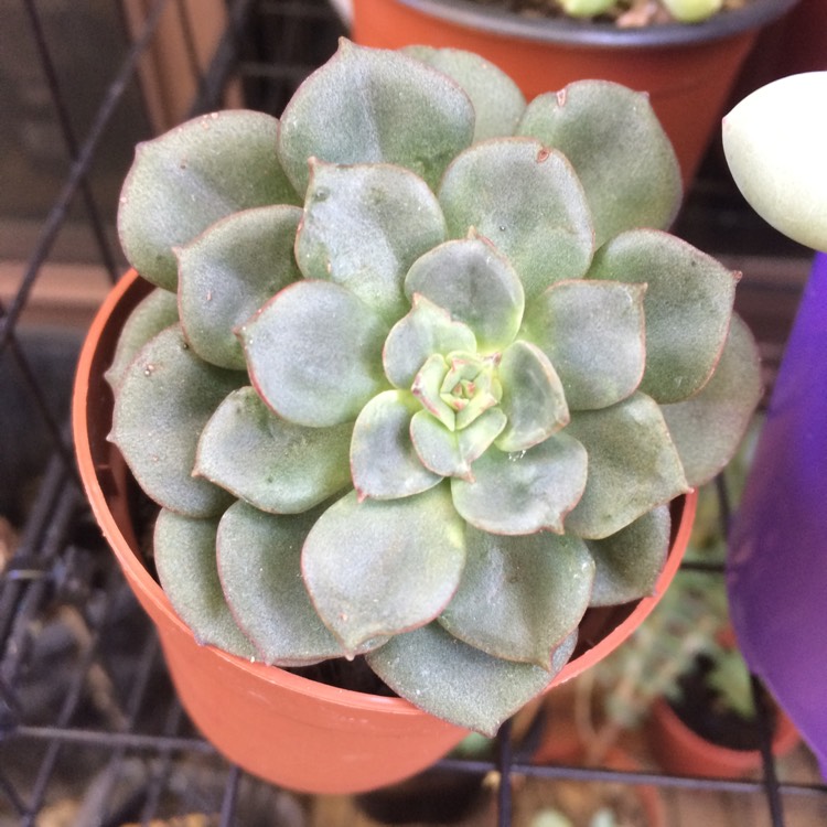 plant image 601137