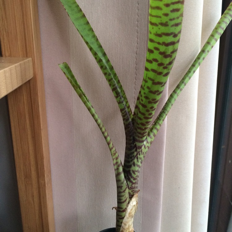 plant image 601724