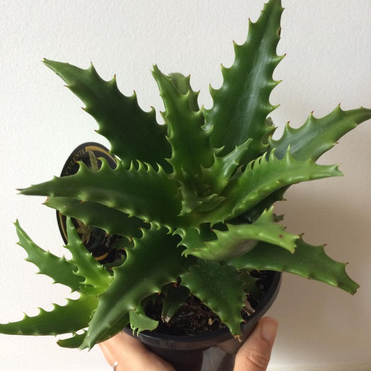 Plant image Aloe 'Dorotheae'