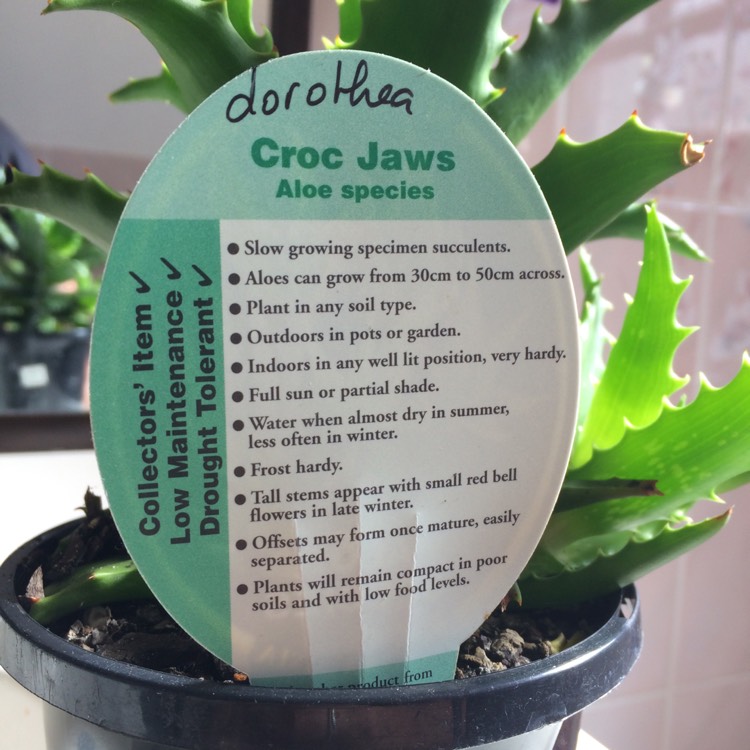 plant image 601730