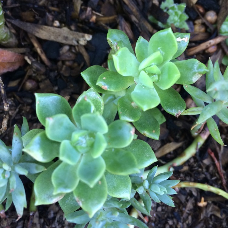plant image 603326
