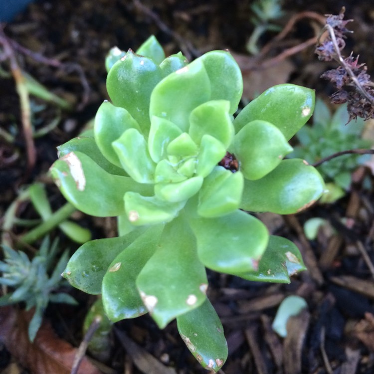 plant image 603327