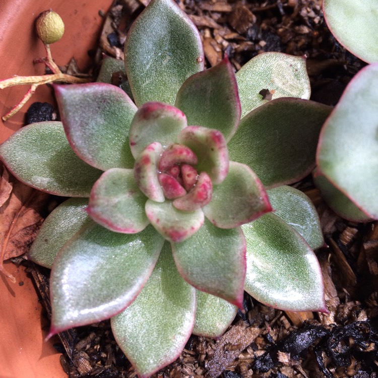 Plant image Echeveria Agavoides Blood Maria