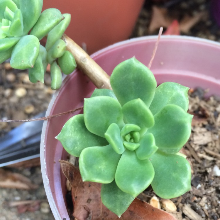 Plant image xSedeveria Maialen