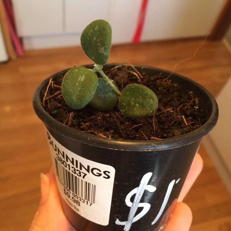 plant image 638653