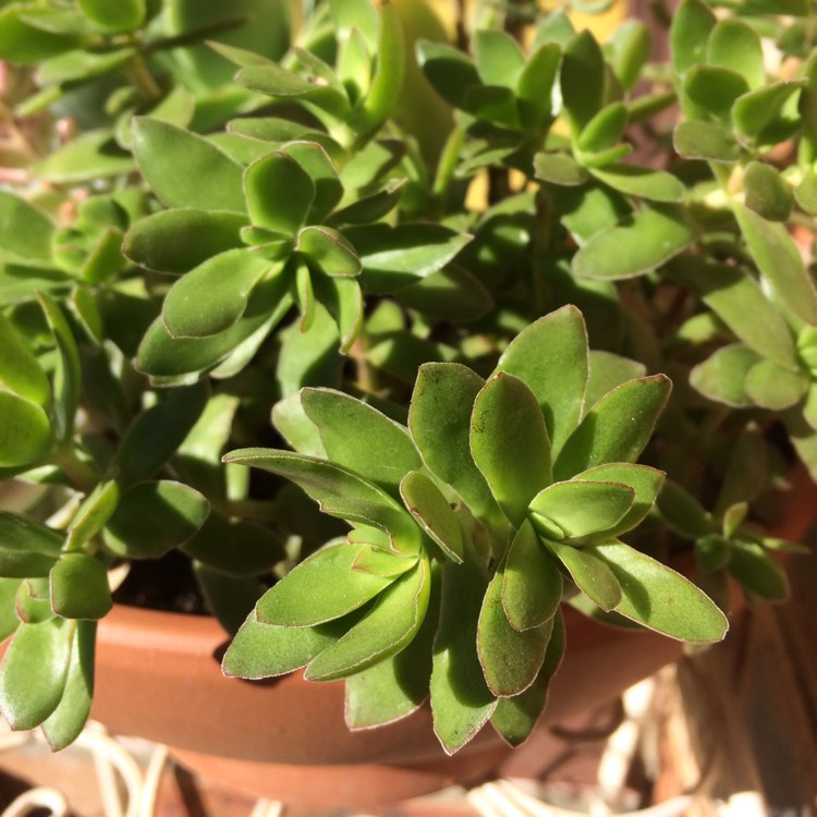 Plant image Crassula 'Red Tipped Butterfly Bush'