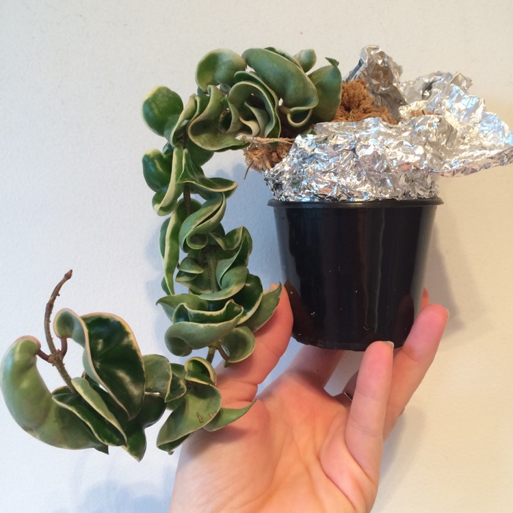 plant image 663507