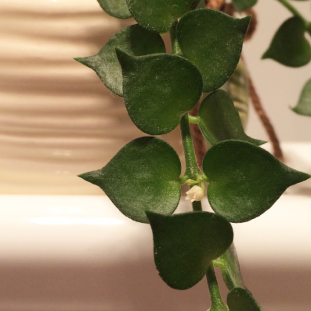 Plant image Dischidia ruscifolia