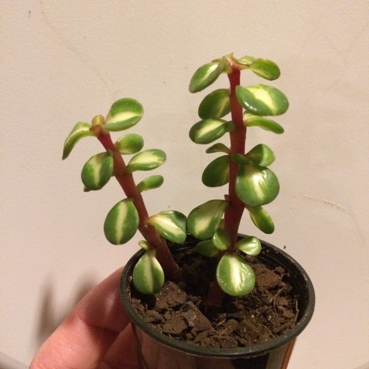 plant image 722679 plant image 722679