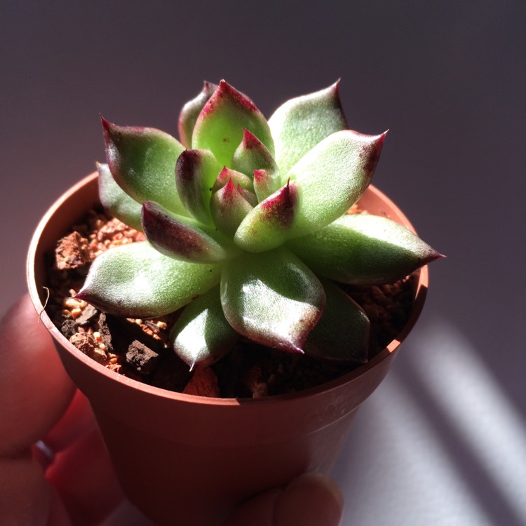 plant image 738437 plant image 738437