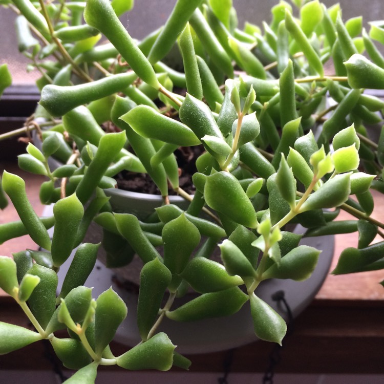 Plant image Cotyledon Papillaris