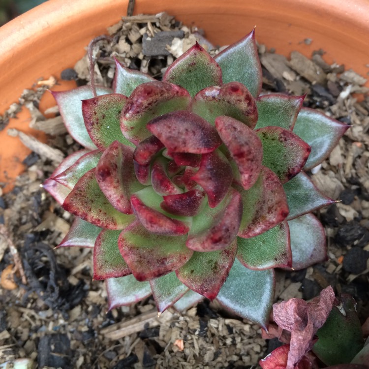 plant image 854179 plant image 854179