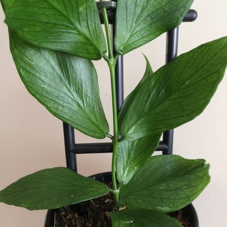 plant image 893595