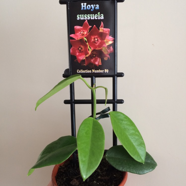 Plant image Hoya 'Sussuela'