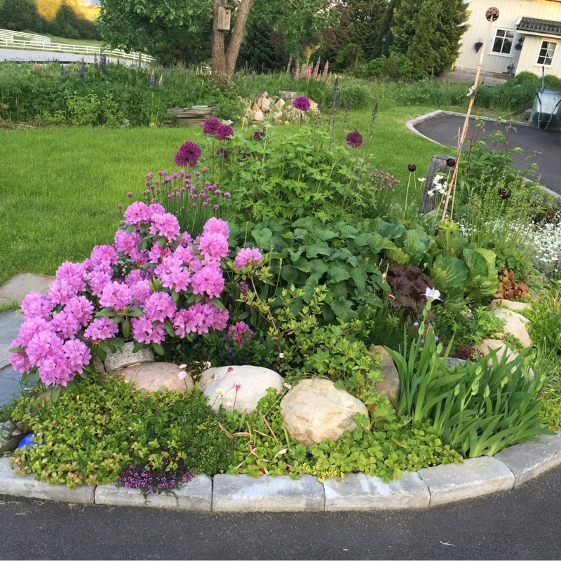 Heidi's garden
