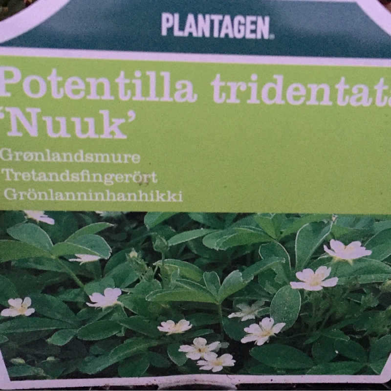 Potentilla 'Nuuk'