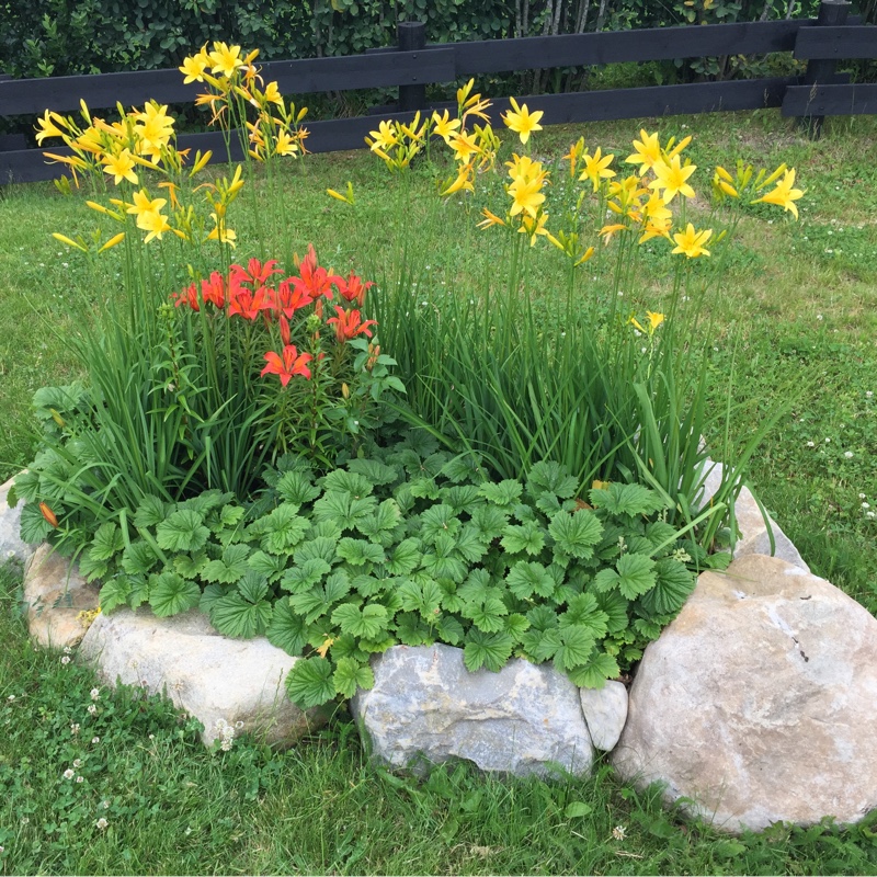 Heidi's garden